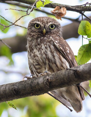 Little owl, Athene noctua. A bird sits on a branch and looks into the lens