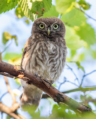 Little owl, Athene noctua. A bird sits on a branch and looks into the lens