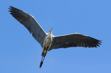 Grey heron, Ardea cinerea. A bird flies over the photographer against the blue sky