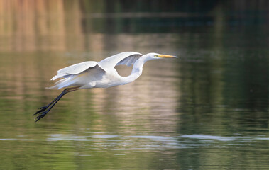 Great egret, Ardea alba. A bird flies over the river