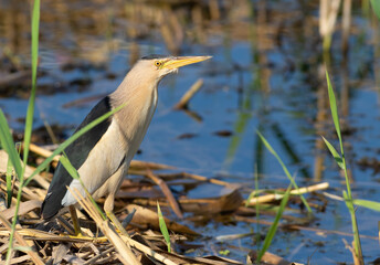 Little bittern, Ixobrychus minutus. A bird catches prey in the reeds on the river bank