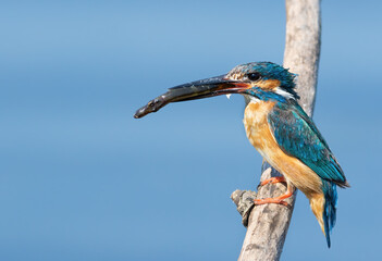 Сommon kingfisher, Alcedo atthis. The bird sits on a dry branch above the river, holding a fish in his beak