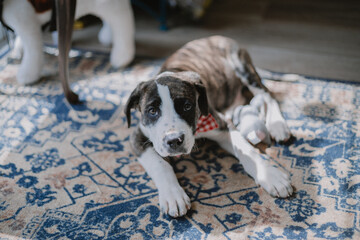 Puppy Portrait: Mastiff x Perro de Presa Canario