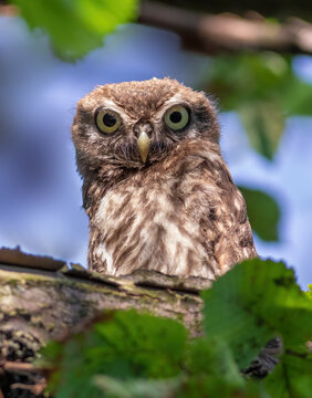 Little owl, Athene noctua. A young bird sits on a branch and looks into the lens
