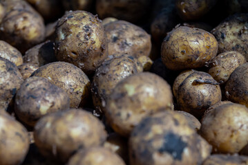 tubers of freshly dug, young potatoes on the market in a box, selective focus