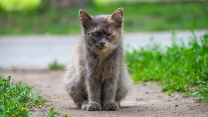Naklejka na ściany i meble A beautiful, multi-colored cat walks along the path, sleeps, selective focus
