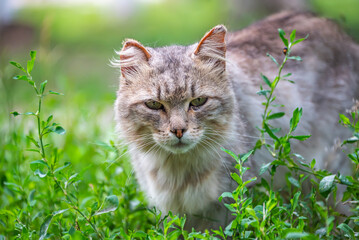 A beautiful, multi-colored cat sits on a lawn in the grass, selective focus