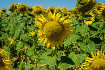 Sunflower in the field