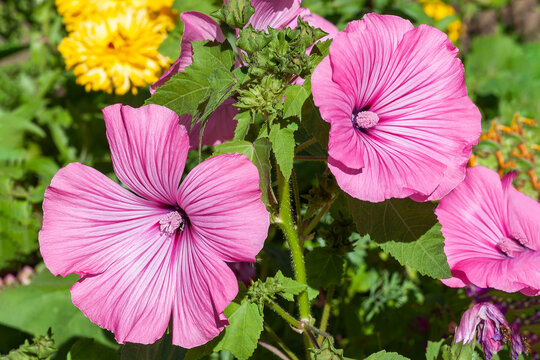 Lavatera trimestris a summer autumn fall flowering plant with a pink summertime flower commonly known as malva tree mallow, stock photo image