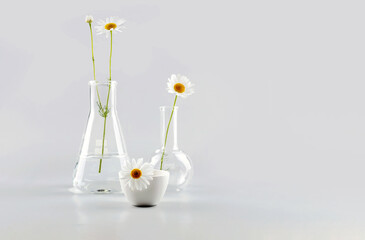 laboratory flasks with reagents and chamomile flowers on a gray background