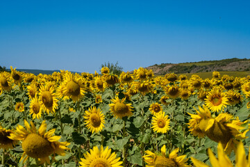 Sunflower in the field