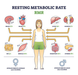 Resting metabolic rate or RMR as body calories consumption outline diagram. Labeled educational scheme with energy percentage level required for life and inner organ function usage vector illustration - obrazy, fototapety, plakaty