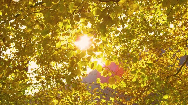 SLOW MOTION: Sun peeking through autumn beech tree with falling yellow leaves. Autumn leaves gently falling from beech branches and sunbeams shining through. Gorgeous moment in colorful fall season.
