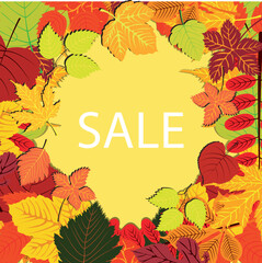 Autumn leaves banner white background. Autumn sale promo poster leaflet or web banner. Autumn cartoon style vector background with colorful leaves.Vector illustration of botanical leaves. EPS 10. 
