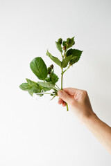green branch of fresh basil and green berries in hand on light background 