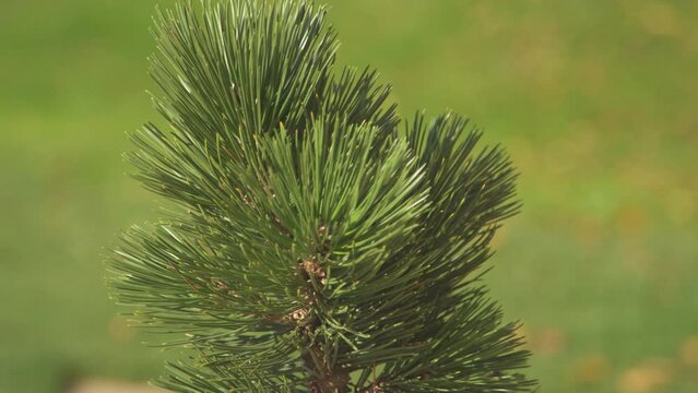 CLOSE UP: Top down overview of beautiful potted dwarf pine tree growing outside. Growing small and miniature trees for decorational purposes. Small pine tree shrub in flower pot for zen-like ambience.