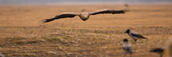 White-tailed eagle landing on steppe in autumn nature. eagle wings on meadow panoramic. Bird of...