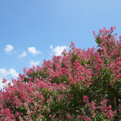 pink tree