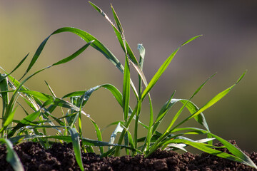 Leaves of young wheat in the soil on a blurred background.
