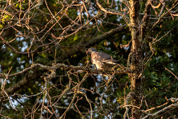 pigeon-like bird perched on the branch of a tree look at front