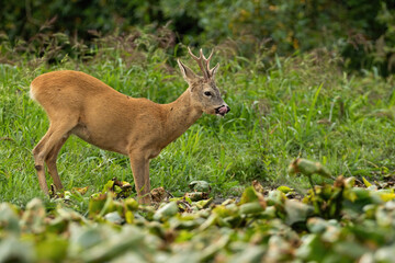 Roe deer, capreolus capreolus, licking on wetland in summertime nature form side. Roebuck drinking form water on meadow in summer. Antlered mammal with tongue out on pasture.