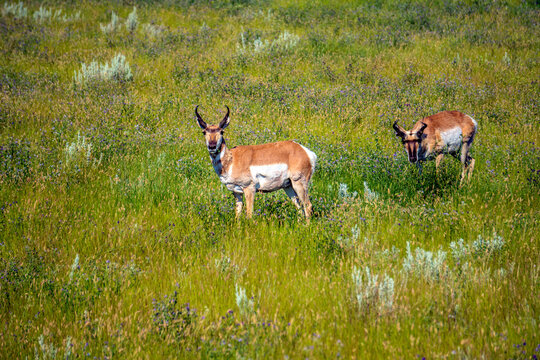 Pronghorn in the Grass