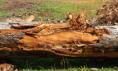 Beautiful damaged dirty rough outside of a tree trunk,  cracked wooden Tree bark background. tree round bark