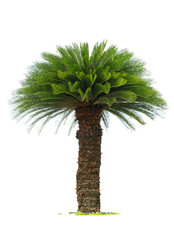 Cycad palm tree isolated on white background use for garden and park decoration.