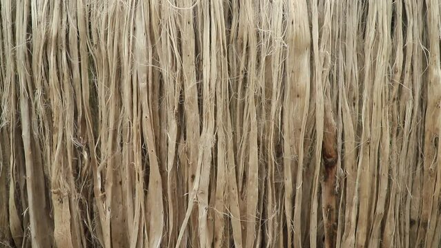 Close-up shot of raw jute fiber hanging under the sunlight for drying. Brown jute fiber texture