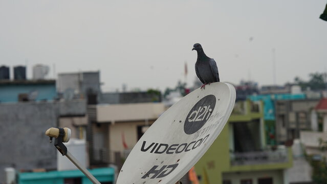 a pigeon sitting on television antenna.