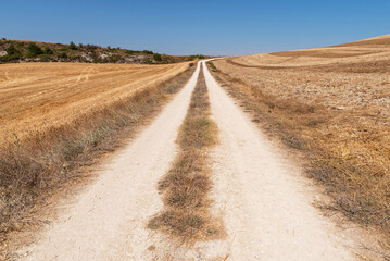 Fototapeta na wymiar Dusty road between cereal fields