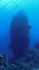 Fototapeta na wymiar Underwater photo of a huge rock of corals.