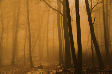 blurred photo of a mysterious foggy landscape with trees in a forest, mystical concept