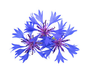 Purple knapweed flowers isolated on white background. Blue wild cornflower herb or bachelor button flower.