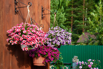 A gorgeous calibrachoa bushs in a hanging baskets. Pots of bright calibrachoa flowers hanging on a...