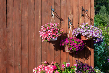 Fototapeta na wymiar A gorgeous calibrachoa bushs in a hanging baskets. Pots of bright calibrachoa flowers hanging on a wooden wall. Flower pots lit by the sun in a hanging pot on the terrace.