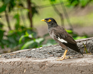 A Myna sitting on a wall