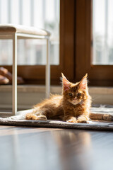Mały, rudy kot rasy maine coon odpoczywający w salonie