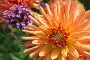 Dahlia Close-up Orange color
