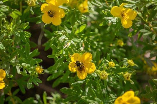 Bees and Flowers in the Garden