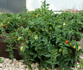 Tomato bushes with green and red tomatoes lie on the ground