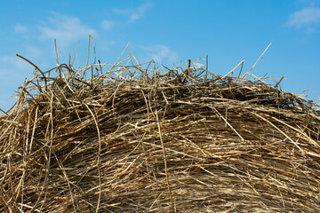 Haystack in the meadow. Russia. Hay texture. Summer. Close up.