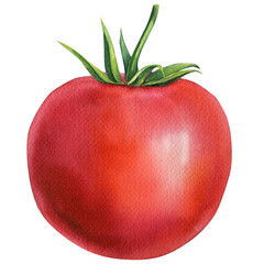 Red tomato on isolated white background, watercolor illustration