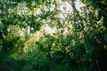 Fototapeta na wymiar Trees in the Evening Summer Sun 01