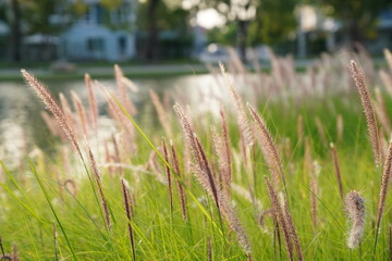 grass in the wind