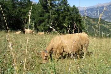 Vache Tarentaise dans les alpages en été - obrazy, fototapety, plakaty