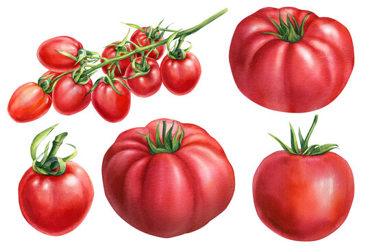 Set of vegetables. Fresh ripe tomatoes on the branch. Hand drawn watercolor illustration, isolated on white background