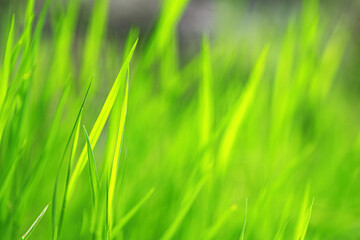 Fresh bright green grass on bokeh background. Plants in the meadow