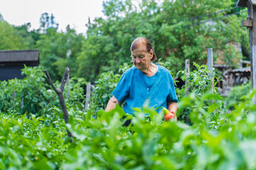 Naklejka na ściany i meble A grandma is harvesting vegetables in her garden during the day