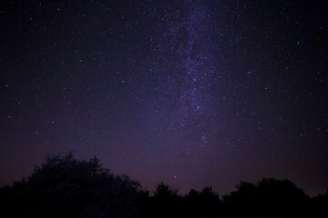 starry night sky with Milky Way galaxy above trees